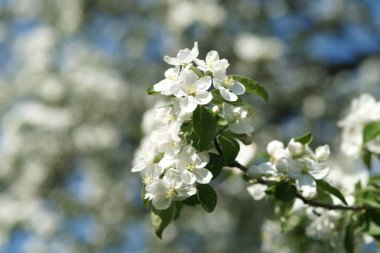 Baharda çiçek açan kiraz ağaçları