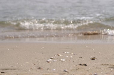 Sahilde deniz kabukları