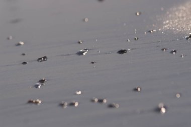 Sahilde deniz kabukları