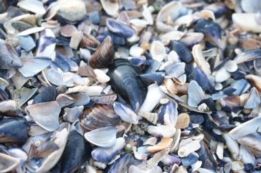 sahilde deniz kabukları, yakın görünümü