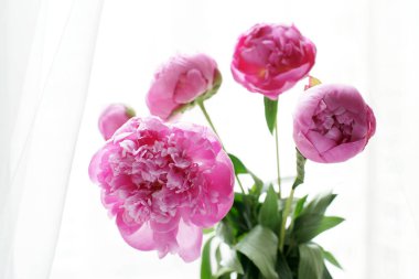 taze pembe peonies buket 