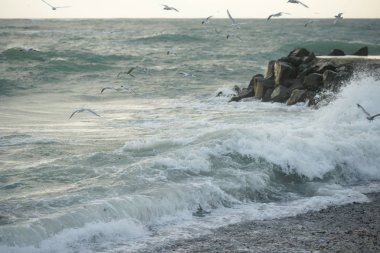 Martılar ile güzel fırtınalı deniz