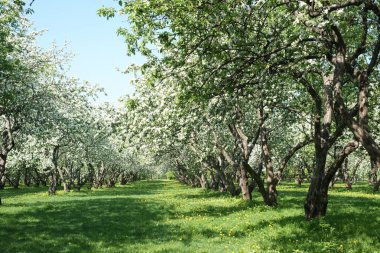 Baharda çiçek açan kiraz ağaçları