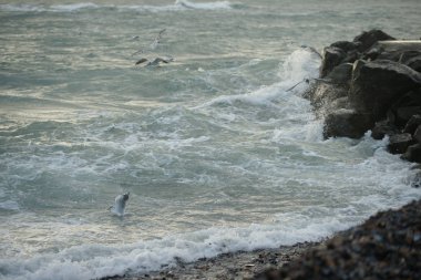 Martılar ile güzel fırtınalı deniz