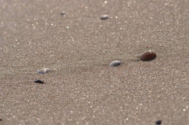 Sahilde deniz kabukları