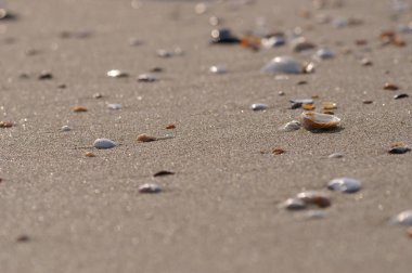 Sahilde deniz kabukları