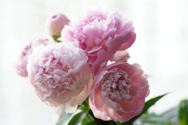 Güzel pembe şakayıklar. 