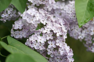 Bahar bahçesinde leylak çiçekli dallar