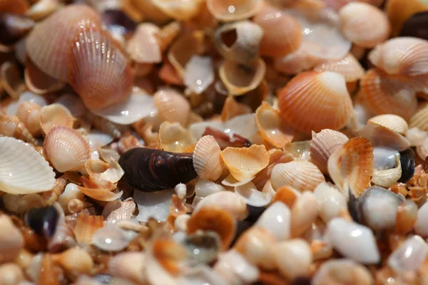 Background Seashells Beach — Stock Photo, Image