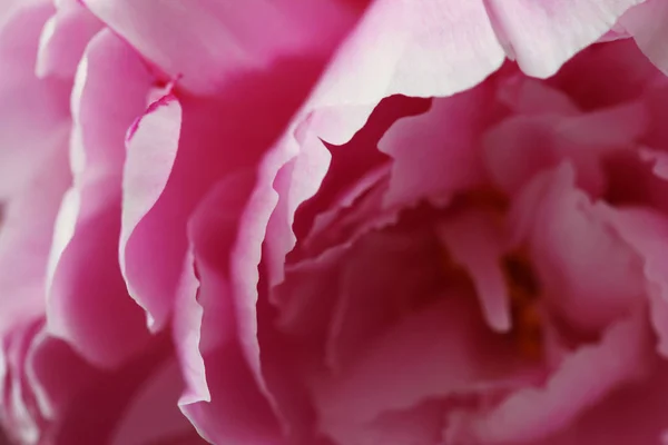 Pivoines Roses Fraîches Dans Jardin — Photo