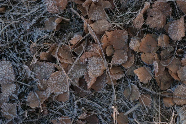 Текстура Старого Дерева — стоковое фото