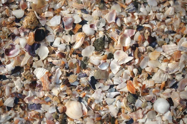 Pozadí Mušlí Pláži — Stock fotografie