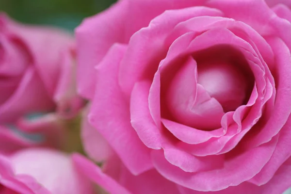 Zářivě Růžové Růže Kytice — Stock fotografie