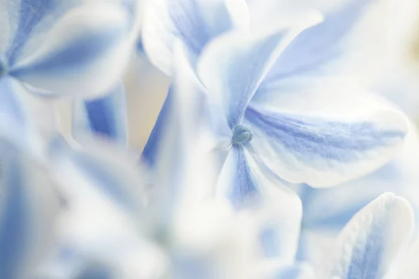 Flores Hortensias Azules Blancas Cerca — Foto de Stock