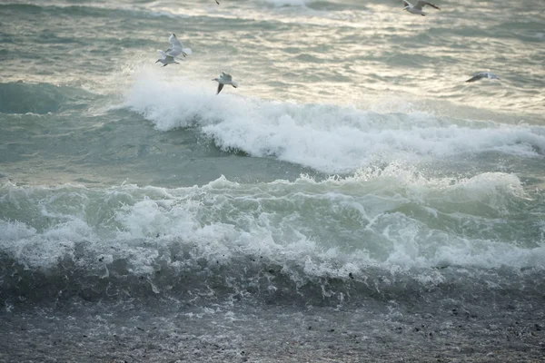 Beautiful Stormy Sea Seagulls — Stock Photo, Image