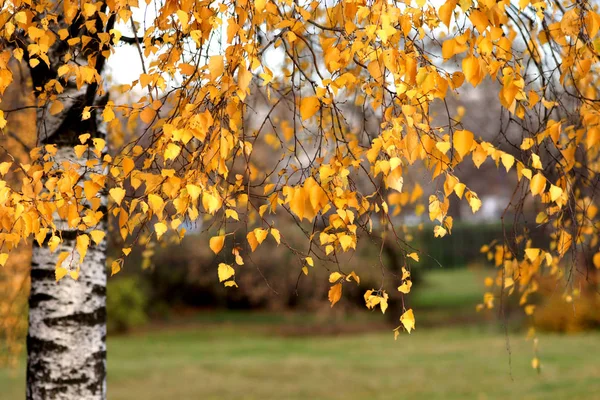 橙色树叶在秋天的公园 — 图库照片