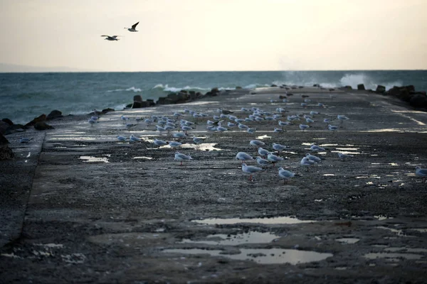 Piękne Burzowe Morze Seagulls — Zdjęcie stockowe