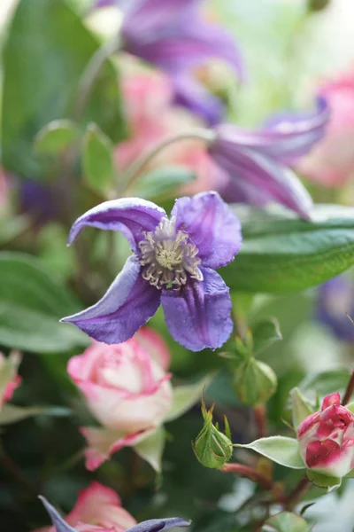 庭の美しい紫とピンクの花 — ストック写真