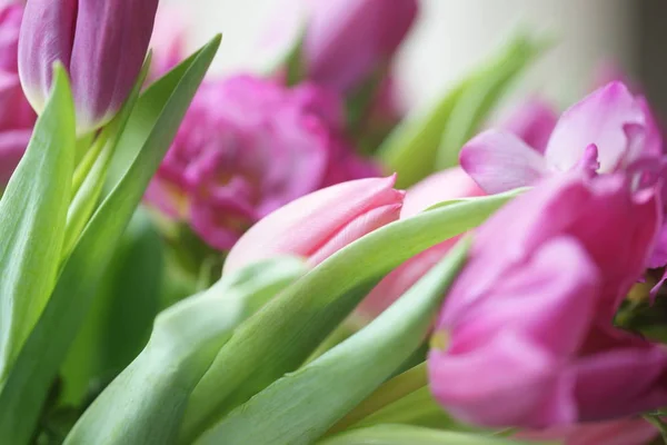 Schöner Frischer Tulpenstrauß — Stockfoto