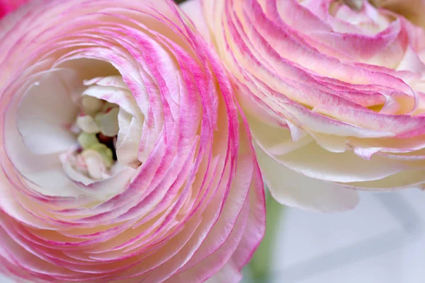 粉红色的兰花花束 — 图库照片
