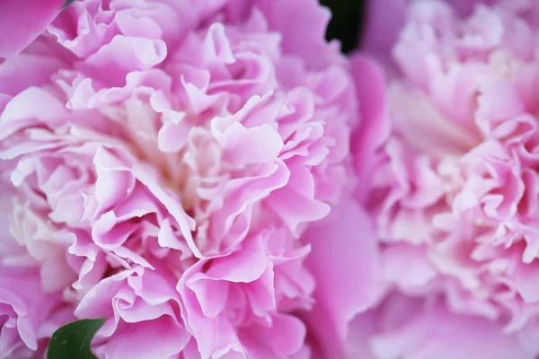 Flores Peônia Rosa Florescendo Frescas — Fotografia de Stock