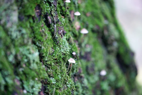 Champignons Dans Forêt Automne — Photo