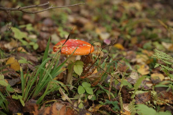 Champignon Dans Forêt Automne — Photo