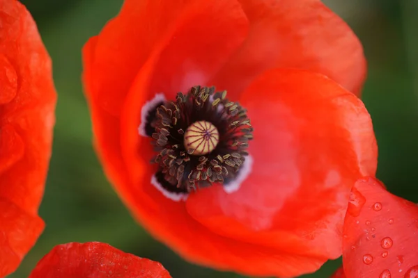 Amapolas Florecientes Campo — Foto de Stock