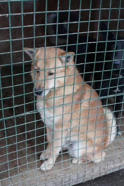 Cute Homeless Dog Cage — Stock Photo, Image