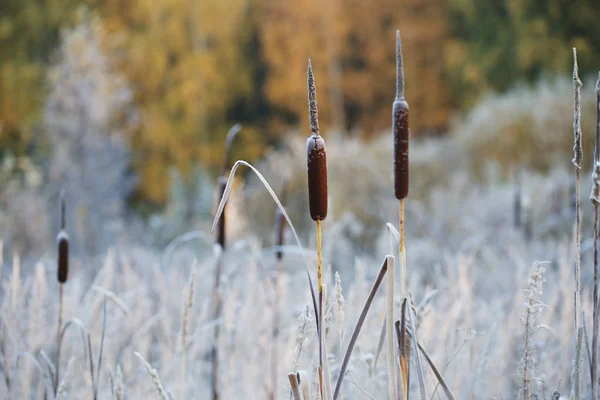 Krásná Zasněžená Zimní Krajina — Stock fotografie