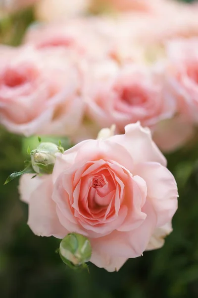 Pink Roses Garden — Stock Photo, Image