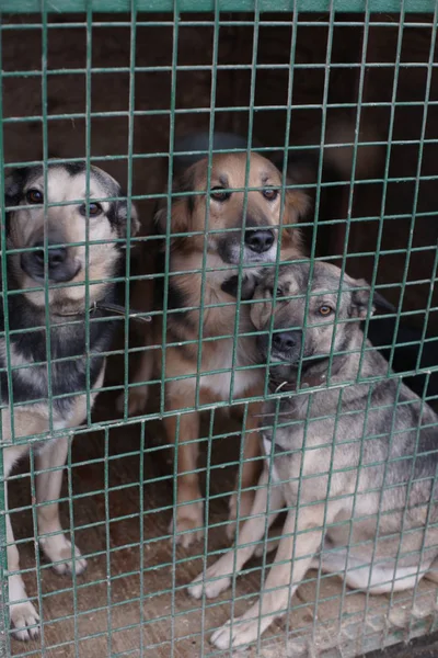 Kafesteki Sevimli Evsiz Köpekler — Stok fotoğraf