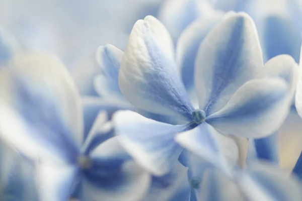 Blaue Und Weiße Hortensienblüten Nahaufnahme Stockbild