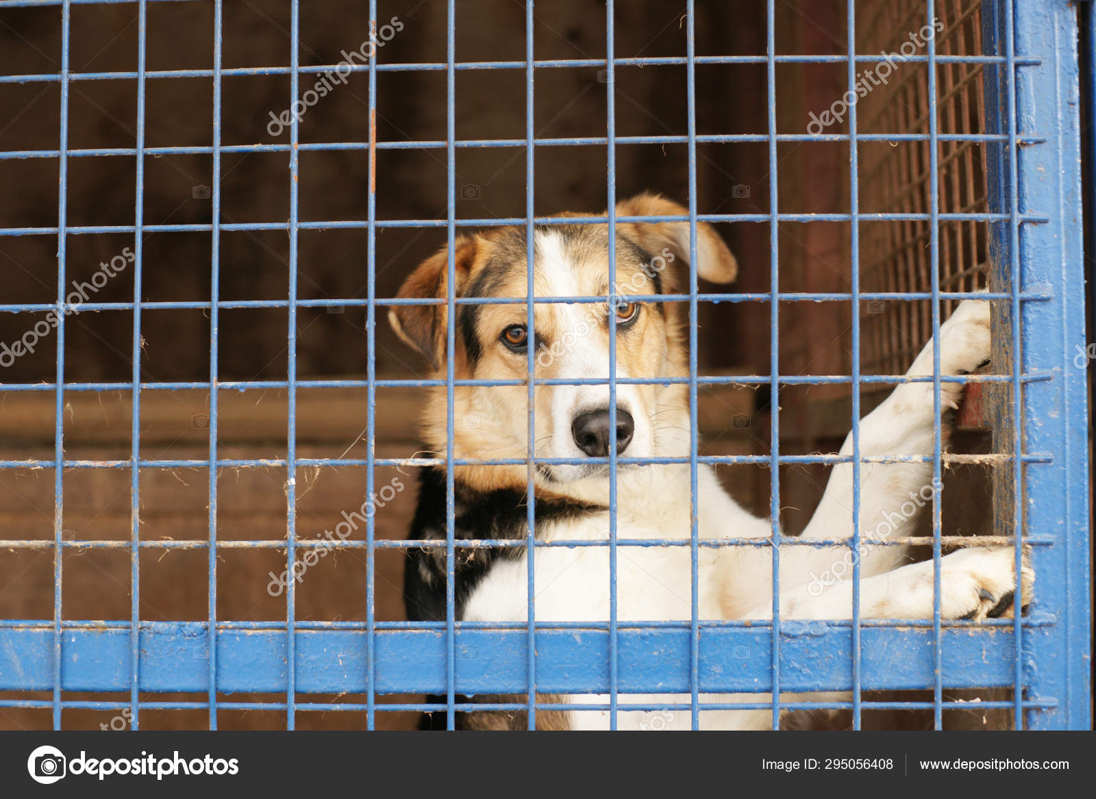 Niedlicher Obdachloser Hund Kafig Stockfotografie Lizenzfreie Fotos C Oliveshadow Depositphotos