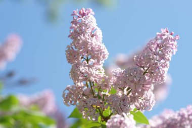 Bahar bahçesinde leylak çiçekli dallar