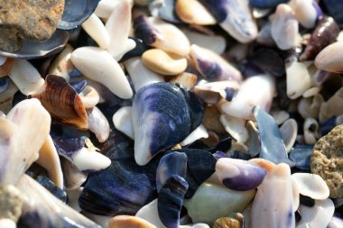 sahilde deniz kabukları, yakın görünümü