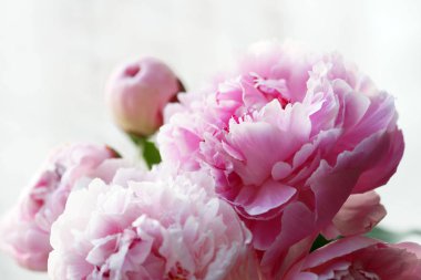 Güzel pembe şakayıklar. 