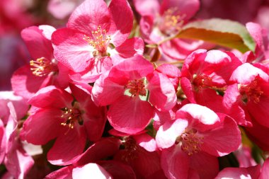 Meyve bahçesinde çiçekler olan pembe çiçekli elma ağaçları