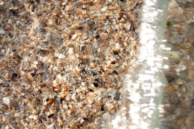 sahilde deniz kabukları arka plan