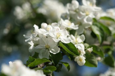 Baharda çiçek açan kiraz ağaçları