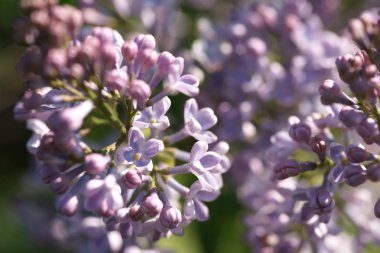 Bahar bahçesinde leylak çiçekli dallar