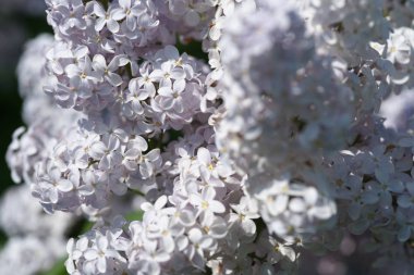 Bahar bahçesinde leylak çiçekli dallar