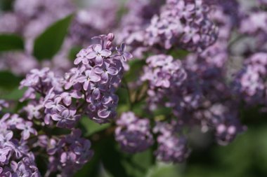 Bahar bahçesinde leylak çiçekli dallar