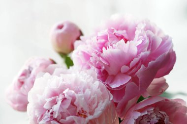 Güzel pembe şakayıklar. 