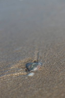 sahilde kum kabuk, yakın