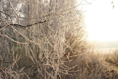 Ormanda kar var. Kış manzarası