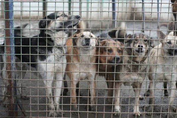 Cute Homeless Dogs Cage — Stock Photo, Image