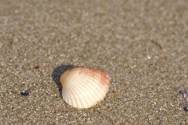 Seashell Stranden — Stockfoto