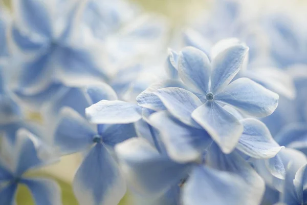 Blaue Und Weiße Hortensienblüten Nahaufnahme — Stockfoto