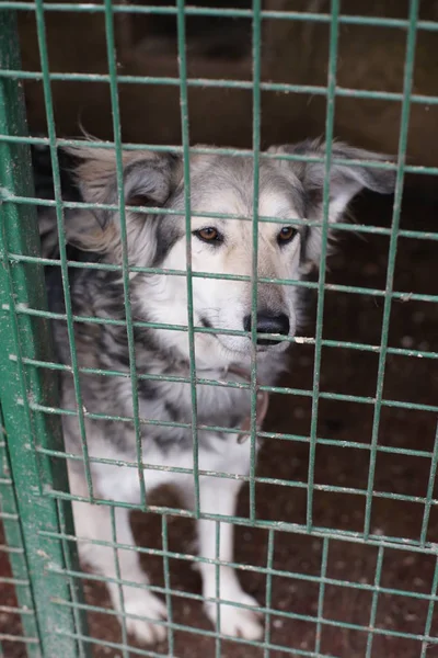 Cute Homeless Dog Cage — Stock Photo, Image